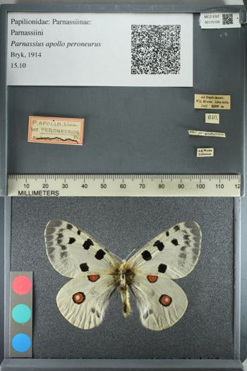 Media type: image;   Entomology 175109